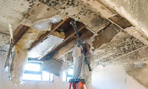 Professional Mold Inspection in Niceville, FL